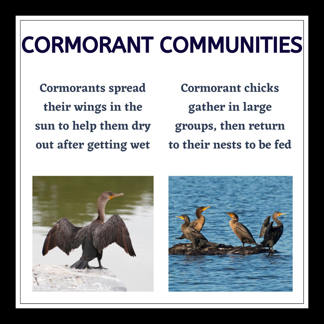 WI_NatureNet's tweet photo. Happy Wildlife Wednesday! The Double-Crested Cormorant was once an endangered species, but thanks to successful conservation efforts they recovered and the birds are quite common today. Find out more: https://t.co/Q4jInCjA7o

#WildlifeWednesday #DoubleCrestedCormorant #NatureNet https://t.co/xAzl41RVky