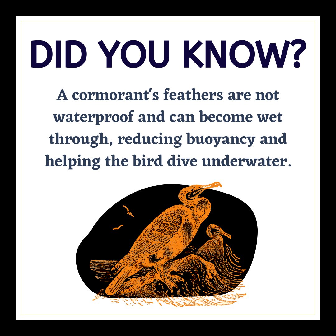 WI_NatureNet's tweet photo. Happy Wildlife Wednesday! The Double-Crested Cormorant was once an endangered species, but thanks to successful conservation efforts they recovered and the birds are quite common today. Find out more: https://t.co/Q4jInCjA7o

#WildlifeWednesday #DoubleCrestedCormorant #NatureNet https://t.co/xAzl41RVky