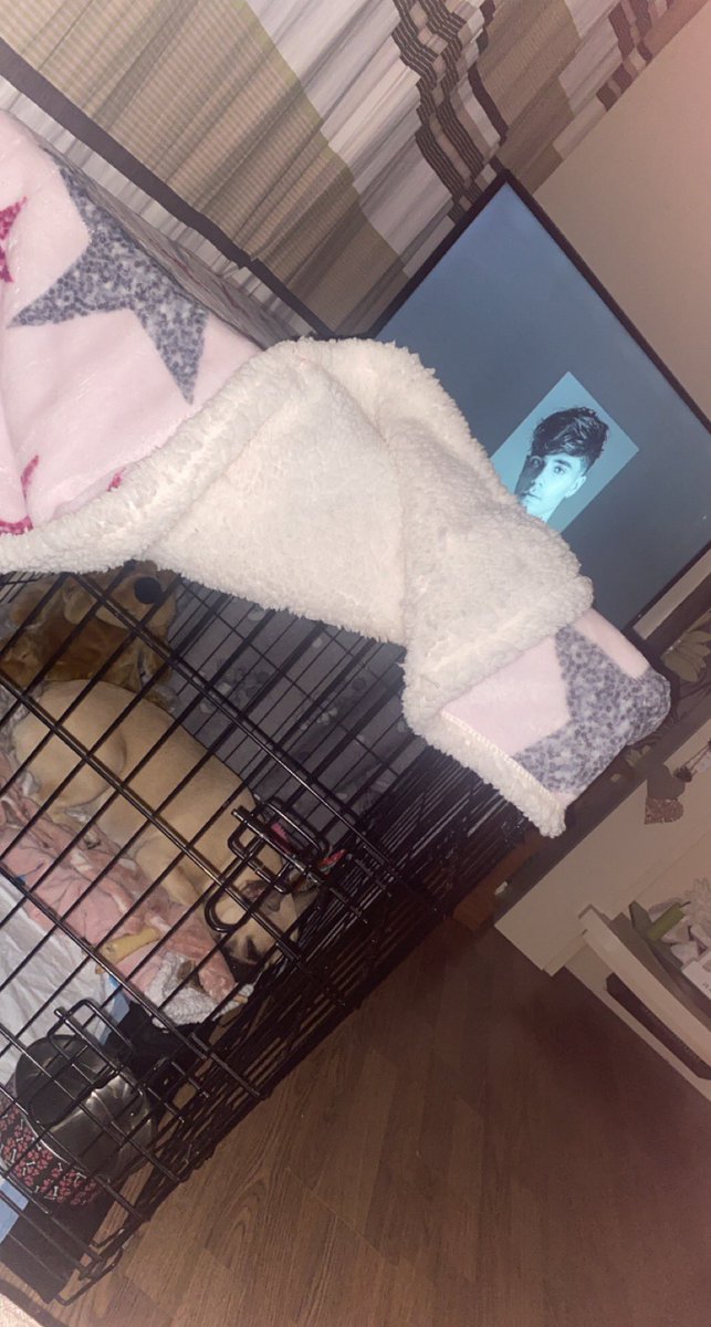 CourtneyUnionJx's tweet photo. My beautiful narla had a knee operation yesterday and she’s got to be cage rested 😢 to settle her abit of music …  I think she loves @higeorgeshelley song 💗 https://t.co/ZNMdDzqj02