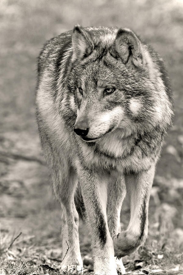 hourlywolvesbot's tweet photo. HourlyWolves presents: https://t.co/JeNPqCOqh8