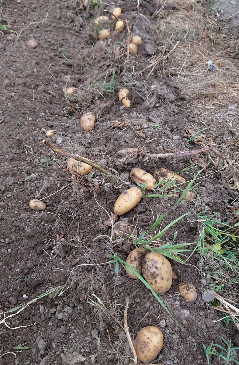 Brice Perrin tweet media