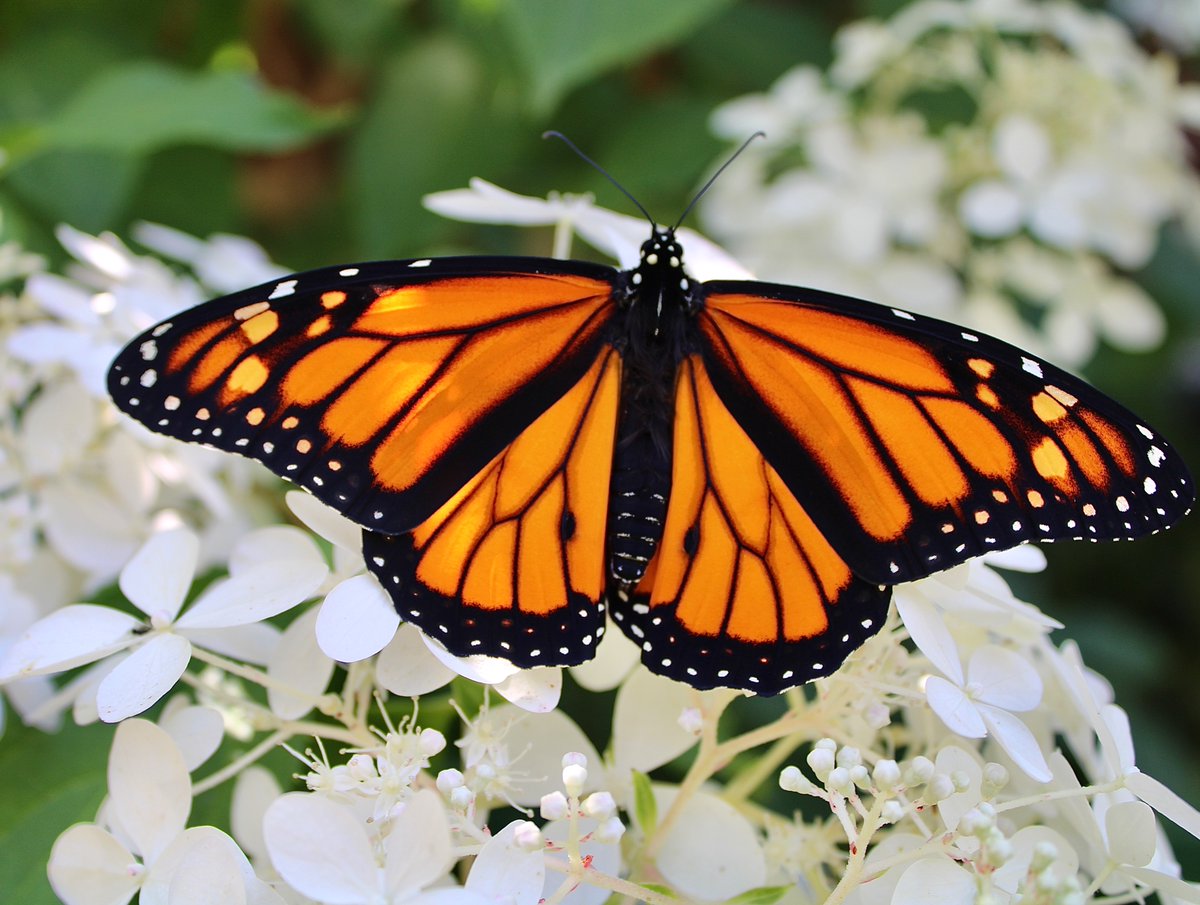 Another beautiful monarch butterfly released today🦋 A very handsome male❤️ #MonarchButterflies #savethemonarchs #butterfly #conservation #WildlifeWednesday #naturelovers #NaturePhotography #wildlifephotography #DoorCounty #Wisconsin #NatureBeauty