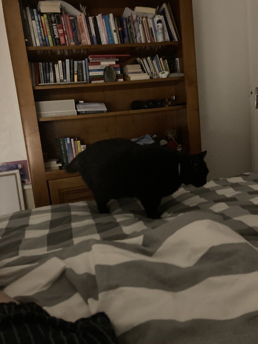 KencoTHEcat's tweet photo. Sending big love to all black cats out there x https://t.co/II6d3Dx3XS