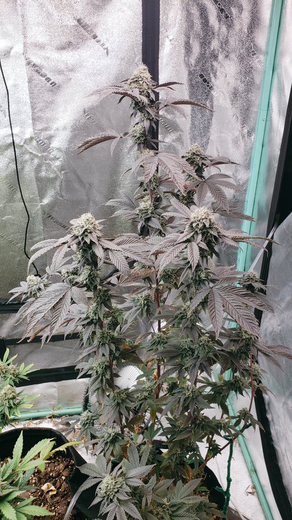 WeedCane's tweet photo. Week 4 of the rescue and these girls stacked flower. 2 more weeks then chop..
If I could only bounce back so beautifully. 
@UNITFARM_led UF4000 
A great light helps
Stay lifted and out of this world
#Mmemberville #gdc #growyourown #cannabiscommunity #ppp #420life #unitfarmled https://t.co/hnJZccNReE