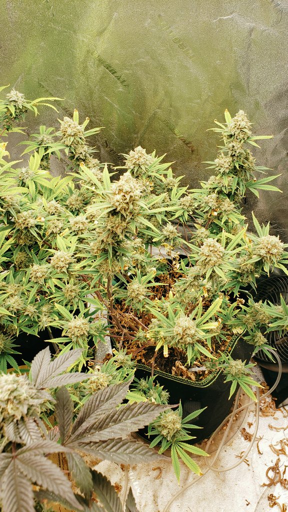 WeedCane's tweet photo. Week 4 of the rescue and these girls stacked flower. 2 more weeks then chop..
If I could only bounce back so beautifully. 
@UNITFARM_led UF4000 
A great light helps
Stay lifted and out of this world
#Mmemberville #gdc #growyourown #cannabiscommunity #ppp #420life #unitfarmled https://t.co/hnJZccNReE