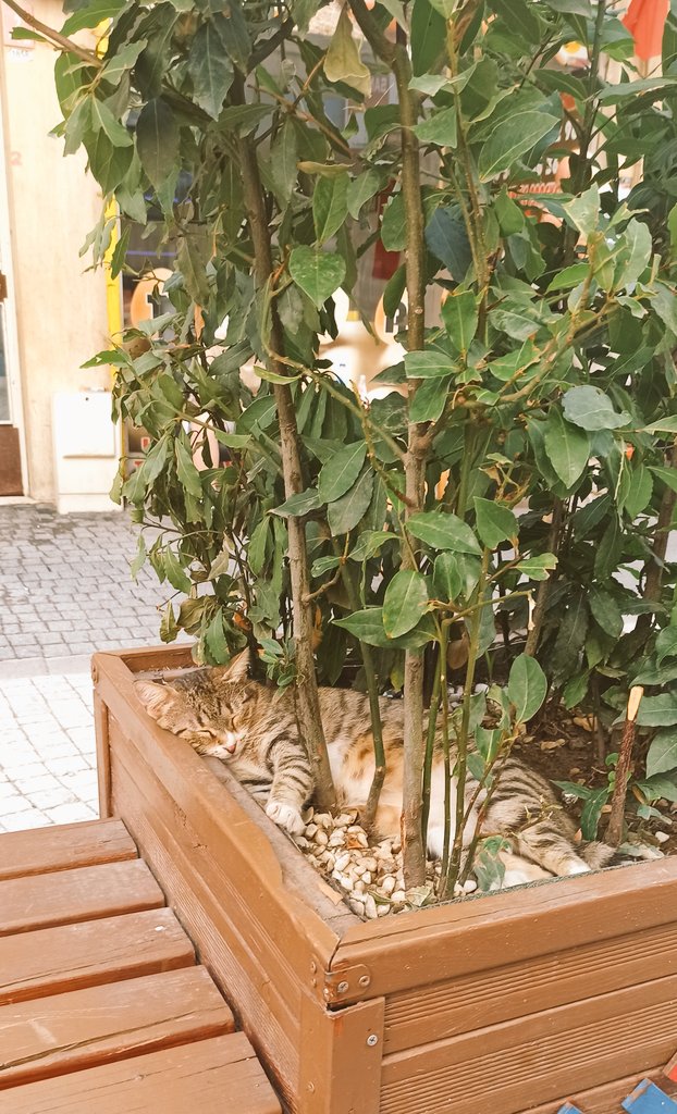 Seda_blbll's tweet photo. Konuşmuyor, anlatmıyor diye hissetmiyor sanmayın. 
Kimisi içine atar çığlıklarını. https://t.co/n09cJ5xOtU