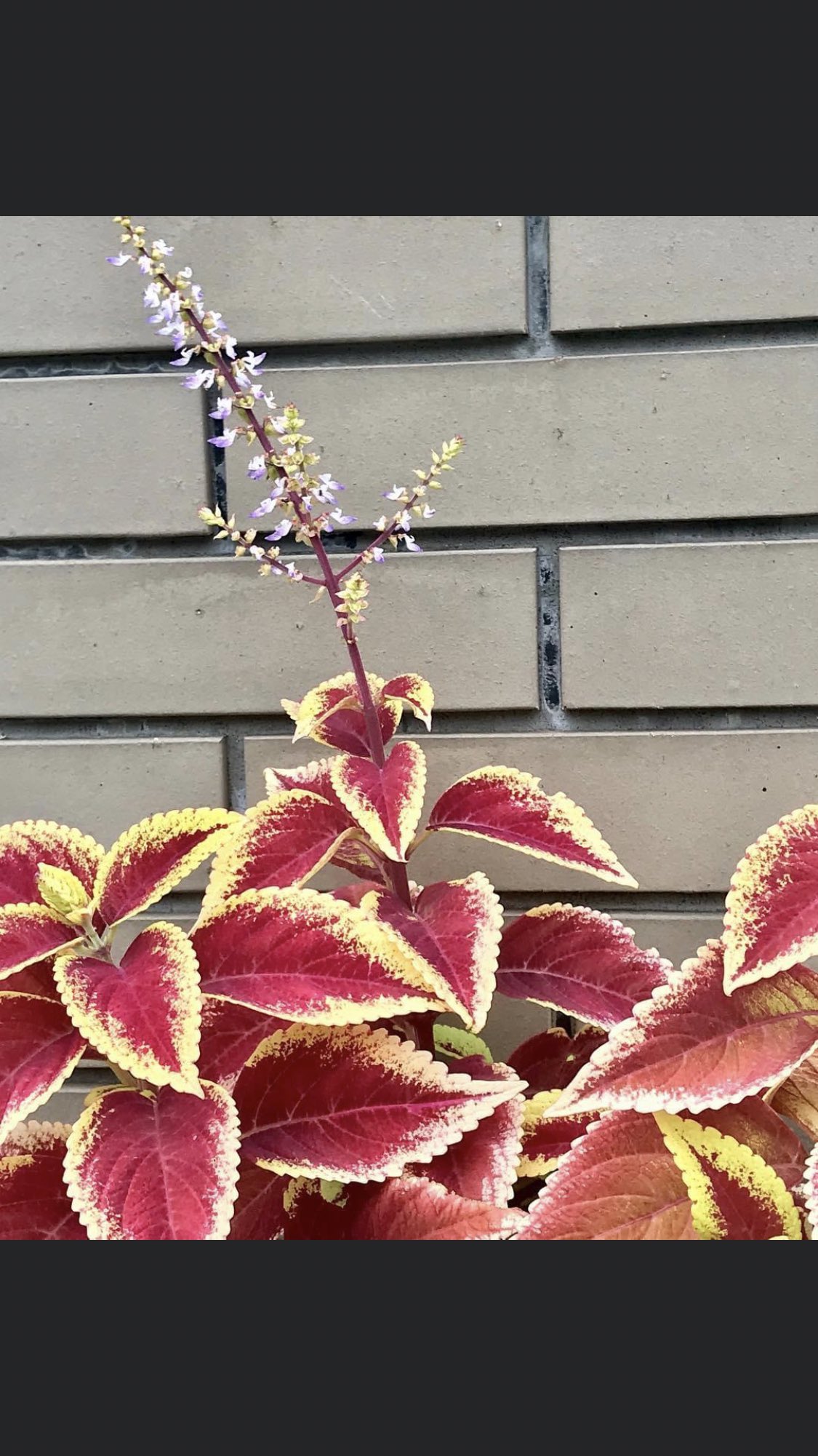 やぴin The House 8月18日 木 おはようございます 今日は 米の日 今日の誕生花は コリウス 花言葉は 健康 大切な事です 皆様にとって安全で笑顔溢れる素敵な一日になりますように Tlで花を一杯にしよう T Co Cx0hh2o863 Twitter