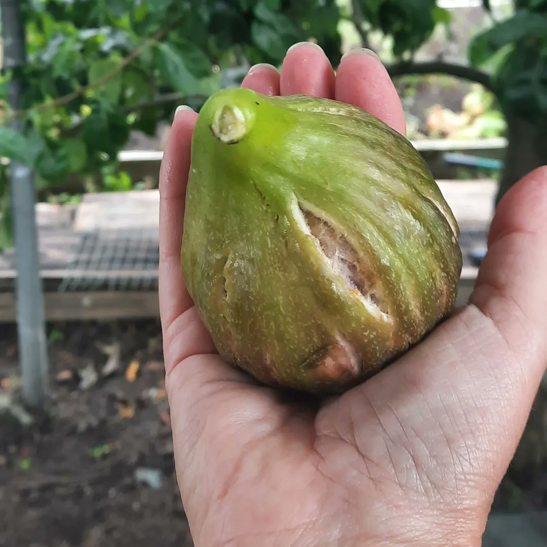 wetakeuoutside's tweet photo. Fig picking on the plot. Lovely with a bit of cheese #allotments #growyourown #Summer https://t.co/jpJSRfy7Yp