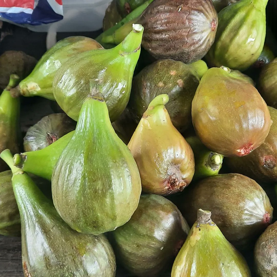 Fig picking on the plot. Lovely with a bit of cheese #allotments #growyourown #Summer