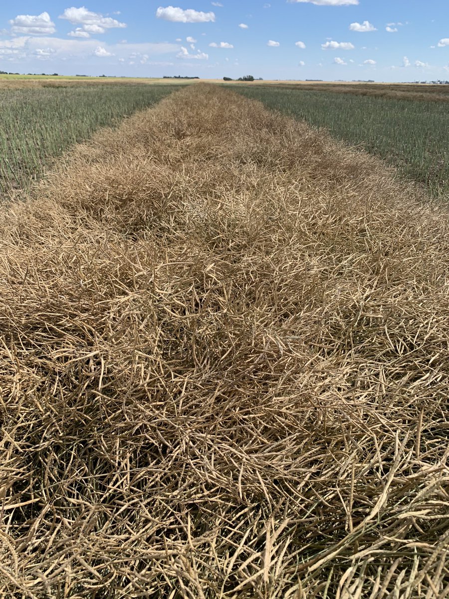 Though it is dry, Bin to Win!  89 days to the swath and very clean stubble. DKTFLL 21 SC ⁦<a href="/Bayer4CropsCA/">Crop Science Canada</a>⁩ ⁦<a href="/DEKALB_Canada/">DEKALB Canada</a>⁩