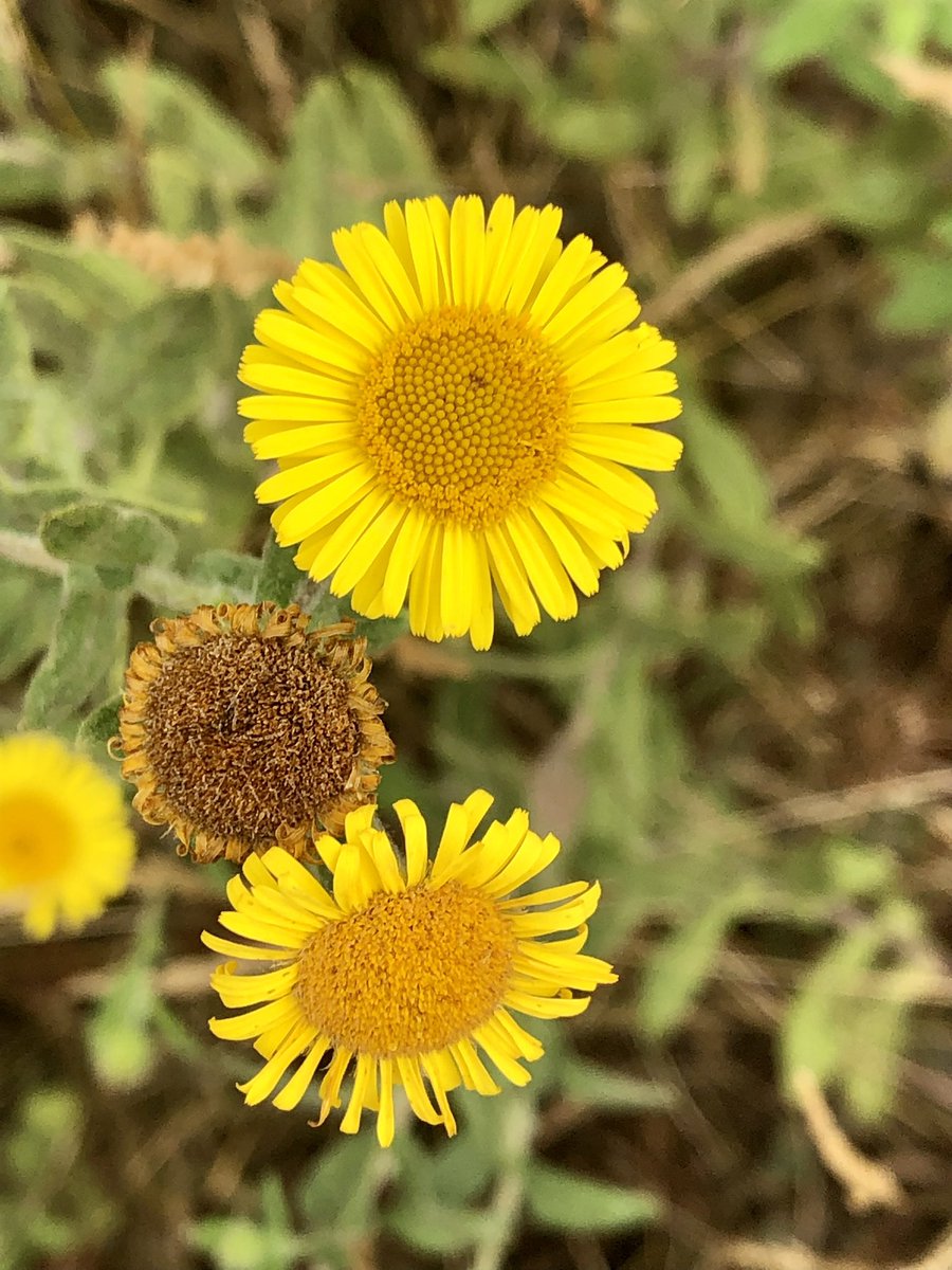 LAdelaideS's tweet photo. #essex #dedham #flushwork #haywain #fleabane #voysey #frinton https://t.co/drv6CoeEUm
