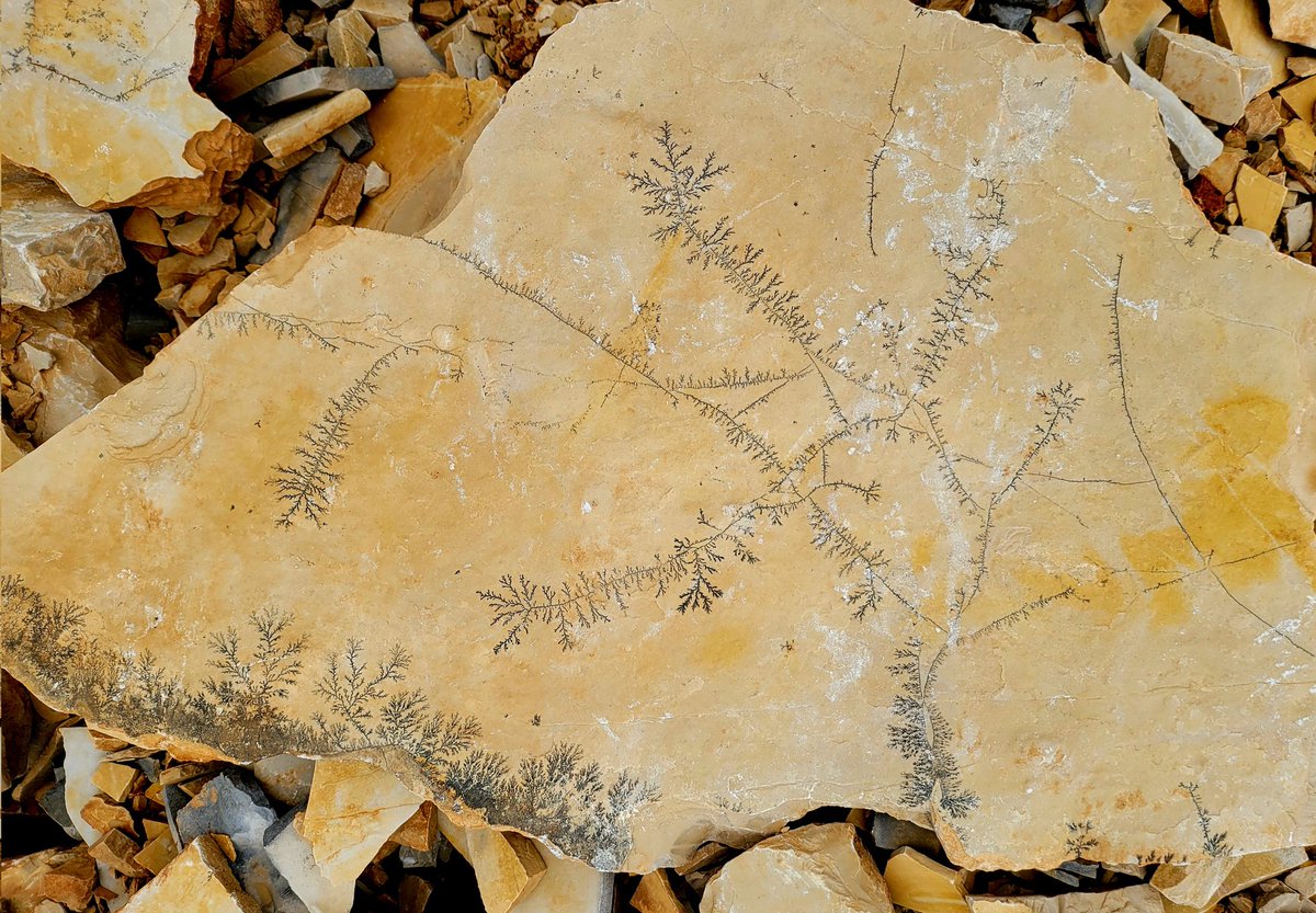 Ces strucutres noires ressemblant à une petite forêt ne sont pas des fossilles mais des dendrites de manganèse. Fréquentes dans les calcaires lithographiques, elles sont produites par des eaux riches en manganèse ou en fer qui cristallisent entre deux plaques calcaires.