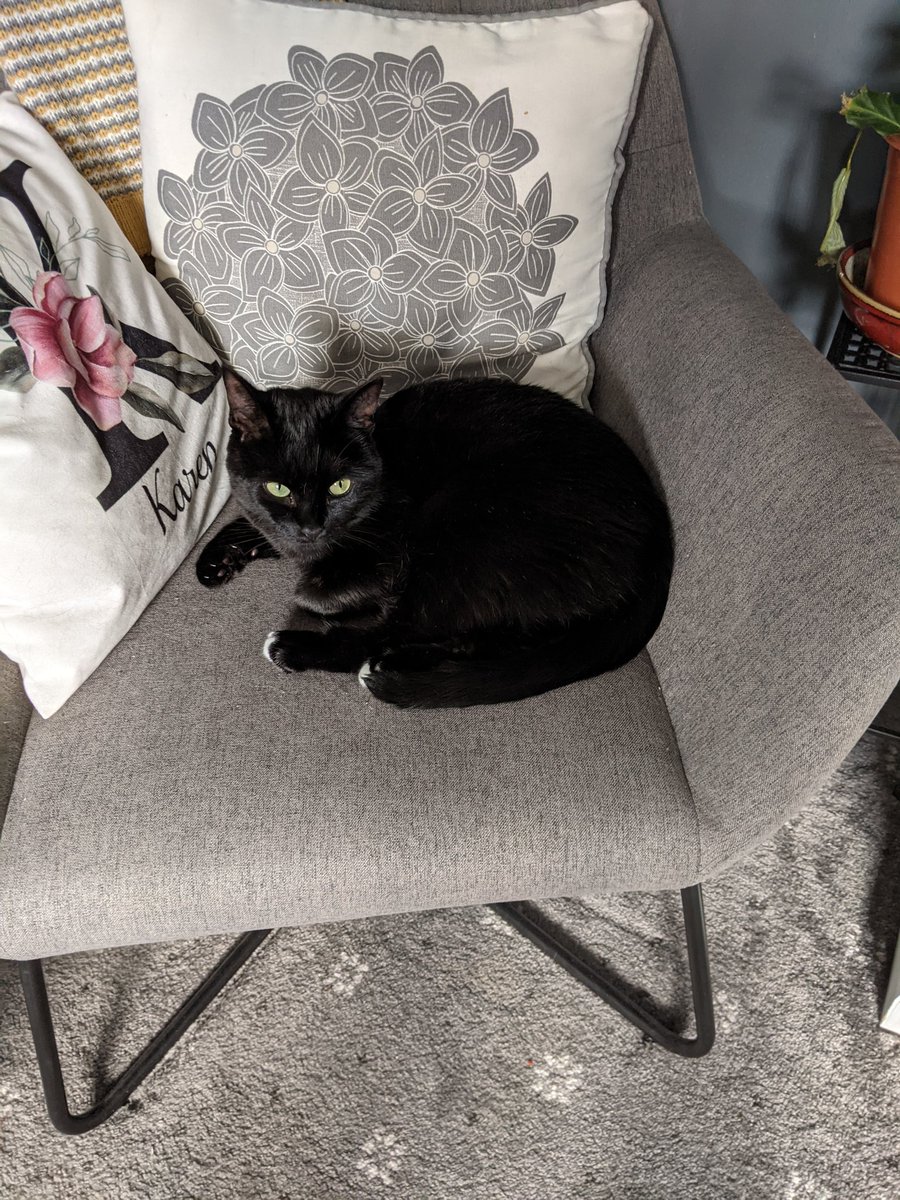 Azurakitetwitc1's tweet photo. Just discovered that google has an Easter egg if you type cat and click a little paw icon. So here's a cat. https://t.co/sD79CD2ivl
