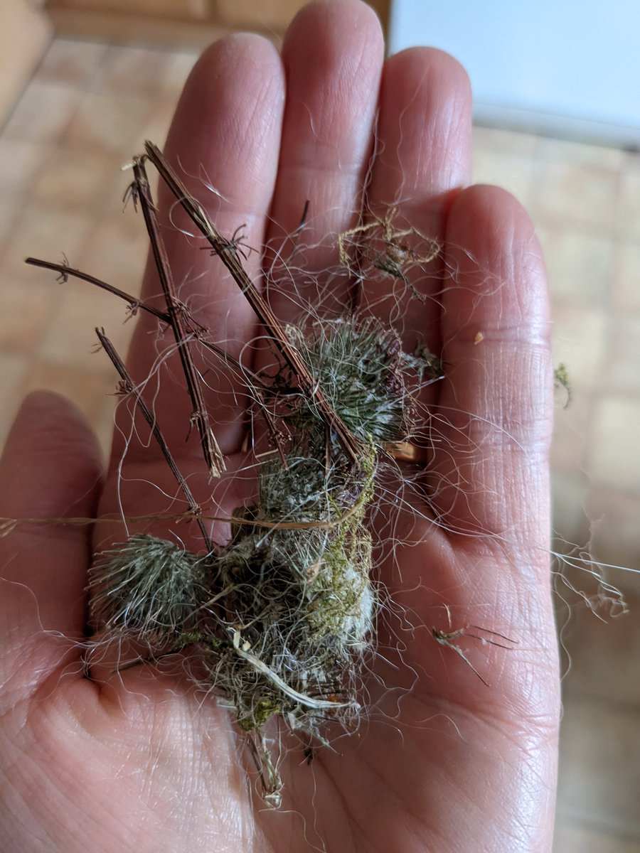 CamasTheCollie's tweet photo. Burdock season has arrived. Fiona is not happy. I, on the other hand, was given a lambskin chew and markies to distract me whilst she carefully removed the aforementioned burdocks from my tail. 🐾🐾😏
#BorderCollie
#Burdocks
#Tangled
#WednesdayWin https://t.co/81WDKGcmi5