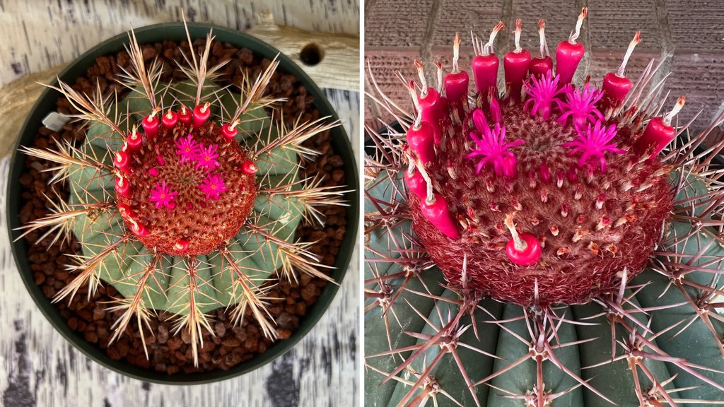 Look at this #cactus! It's called a #TurkCap, which is native to the #Caribbean. Check out the fruit. They grow out of the "cap" and resemble #chilipeppers. I read they are edible, but I may stick to eating regular chili peppers. #26LettersAZ
