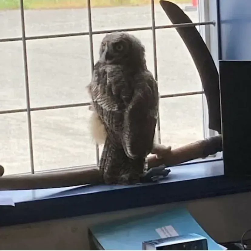BCRoadBuilders's tweet photo. #WildlifeWednesday🦉HOO do you think unexpectedly showed up at the #EmconServices South Island office this summer? The #DuncanBC crew rescued the injured owl from a vehicle collision. Be sure to watch for wildlife on the roads this season. 📷: @EmconServicesBC #BCRoadBuilders https://t.co/W8MiG3a9ob