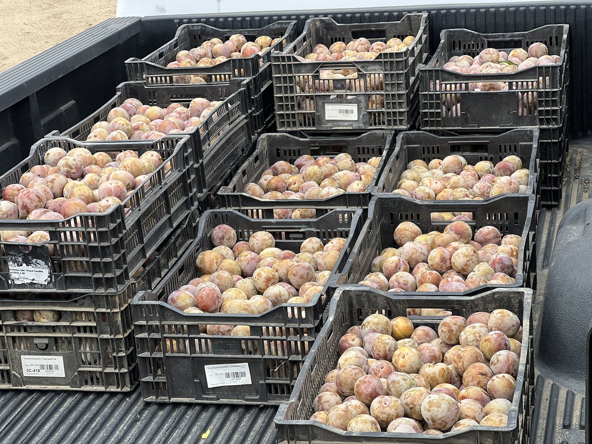 TUSDFarm's tweet photo. 660 lbs of elephant heart plums are headed to child nutrition to go out in school meals.  Hopefully our TUSD scholars enjoy them! https://t.co/S50tu92sEA