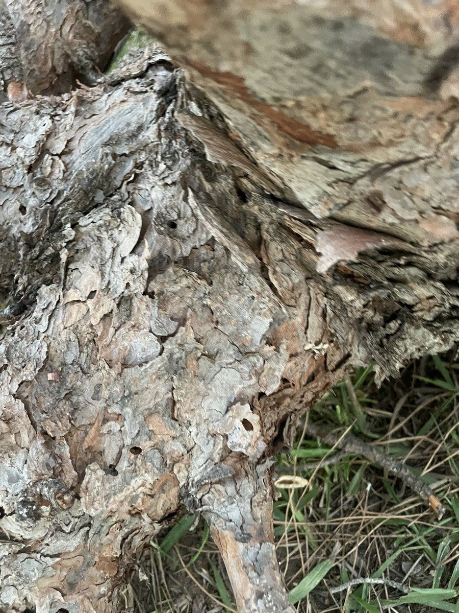 A_Amaro_A's tweet photo. Hoy @SPTorremolinos ha talado un Pino seco del “bosquete” de entrada al pueblo desde Málaga por Carretera de Cadiz. Posiblemente muerto por Tomicus sp. Aunque las intenciones claramente eran buenas (por falsa sensación de inseguridad) no fue la medida idónea 🧵 https://t.co/k65xqoLNsV