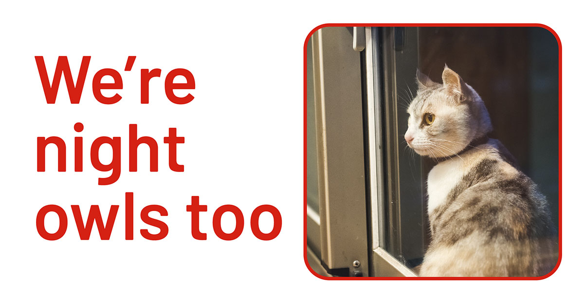 Cats are up all hours – and so are we. As a policyholder you can call or chat online to our veterinary team for advice 24/7. spr.ly/6017zcIGx
Argos Pet Insurance is provided by Pinnacle Insurance plc.