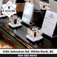 𝐒𝐏𝐄𝐂𝐈𝐀𝐋 𝐒𝐇𝐎𝐔𝐓𝐎𝐔𝐓:
Most recently, we have been selected by the City of White Rock to be the sole licensed retailer of non-medical cannabis for their great community. 
- A Little Bud. To learn more, head to: alittlebud.ca
#canadianevergreen #alittlebud