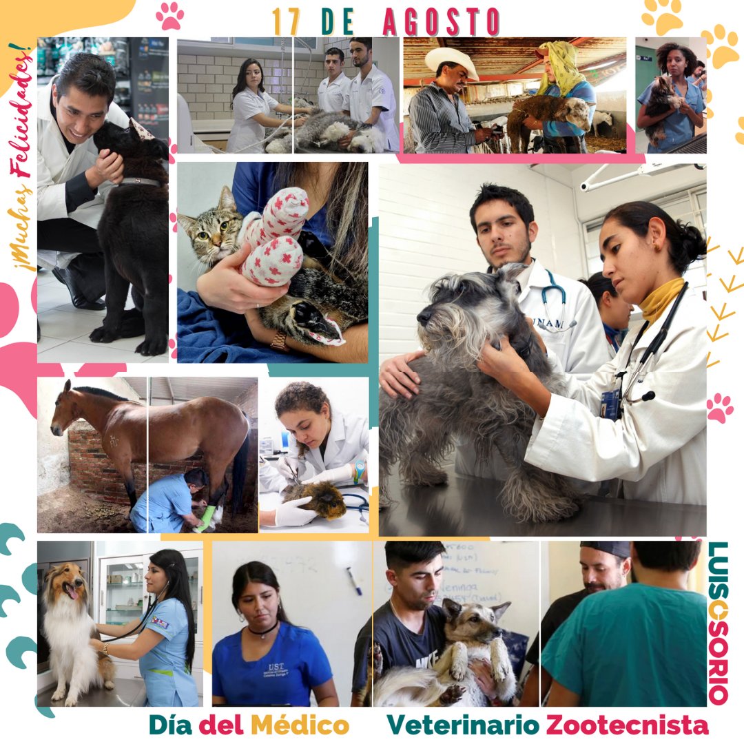 LuisJaimeOsorio's tweet photo. Hoy 17 de agosto para mí es un día muy especial, celebramos el #DíadelMédicoVeterinarioZootecnista, hoy quiero hacer un homenaje a los héroes llamados VETERINARIOS y reconocer su gran entrega, su vocación desde sus diferentes trincheras. https://t.co/4UtjbBlBYC