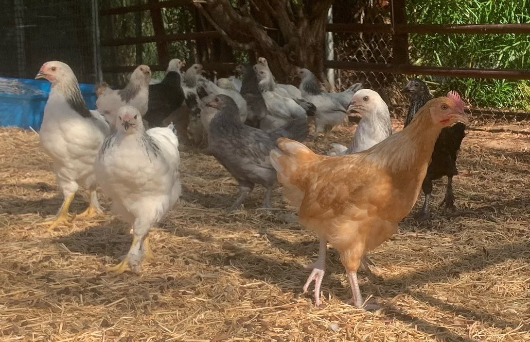 🐥Remember when #CampCrane students hatched baby chicks this summer? Guess what?! The chicks are now fully grown chickens 🐓 &amp; thriving at the home of @hls_bulldogs educator Mrs. Parkerson-Conkey! An amazing biology lesson on the life cycle. #HowItStarted #HowItsGoing #WeAreCrane