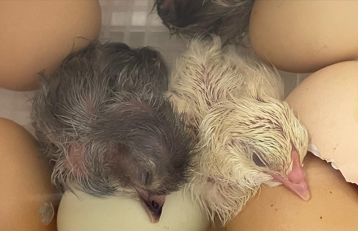 Crane School Dist. tweet media