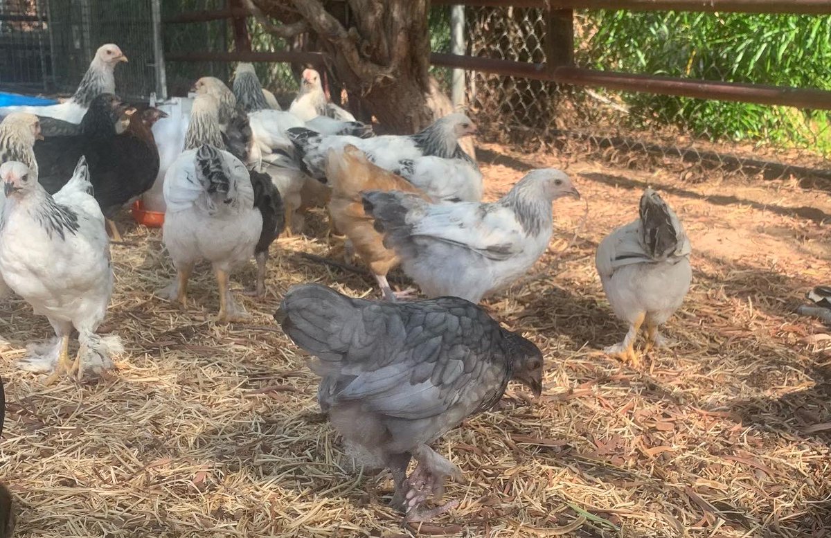 Crane School Dist. tweet media