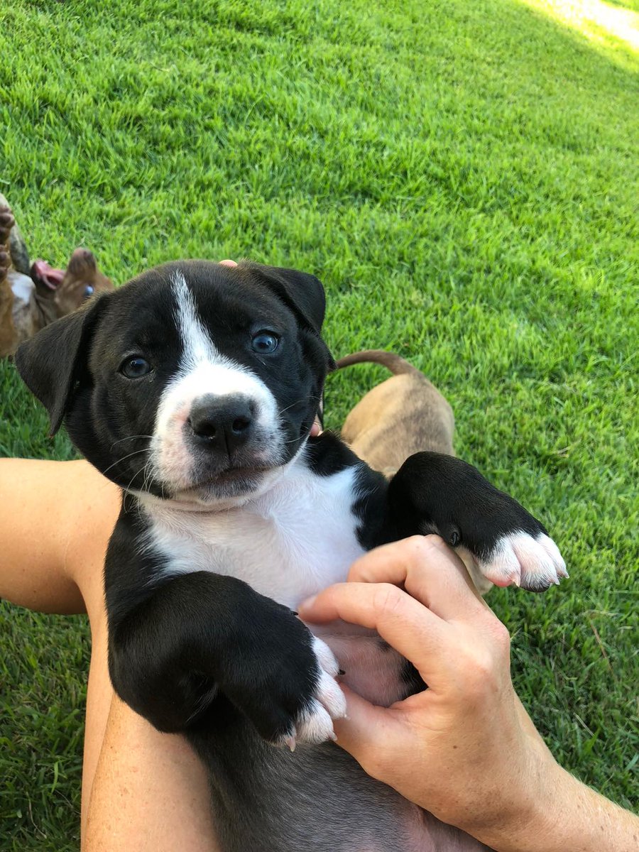 How we feel when someone loves pit bulls, advocates for veterans, and wants to learn more ways to support their community! 🙌 #NationalNonprofitDay

🎟️ bit.ly/RM5K2022