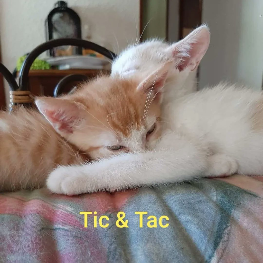 aace_45's tweet photo. Tic et Tac , 2 chatons mâles Ceux sont  des amours câlins joueurs ok chiens ok chats et très fusionnels
Tic et Tac ont été retrouvés dans un champs enfermés dans un sac plastique nous vous proposons une double adoption Contact  : aace.adoption@hotmail.com https://t.co/o0yrAuG2qD