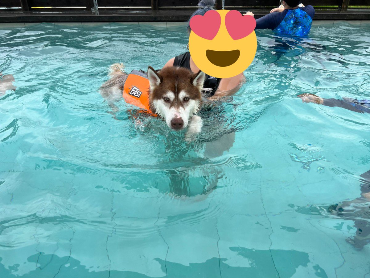 irohasubanzai's tweet photo. 今日は三重ハスズでロンシャンの庭にお邪魔しました〜👙💕
大中小のプールがあってみんなどぼーんと沈められまくり🤣
飼い主達もプールではしゃぎまくりました😂😂
みんなでこうやって集まって貸切できるのは楽しいね〜〜！
また来年も行きたい✨ https://t.co/YolaWXDq7t