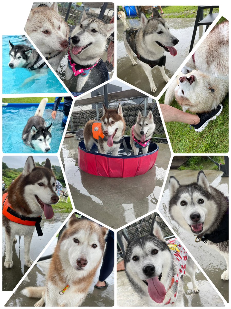 irohasubanzai's tweet photo. 今日は三重ハスズでロンシャンの庭にお邪魔しました〜👙💕
大中小のプールがあってみんなどぼーんと沈められまくり🤣
飼い主達もプールではしゃぎまくりました😂😂
みんなでこうやって集まって貸切できるのは楽しいね〜〜！
また来年も行きたい✨ https://t.co/YolaWXDq7t
