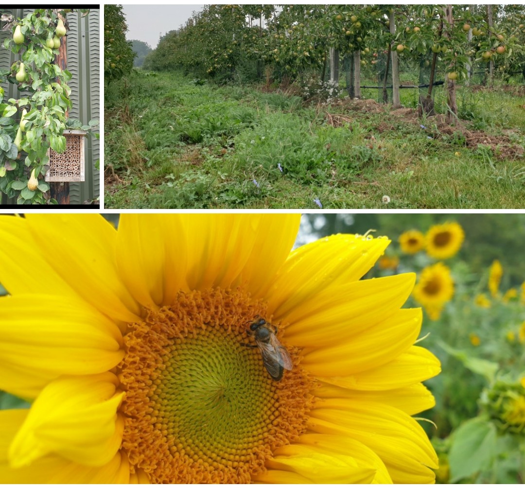 PlacetoBeeLTO's tweet photo. Inspirerende empowerment 🐝 dag gehad met de #PlacetoBee  ambassadeurs 👩‍🌾👨‍🌾 mmv Lodewijk ten Have v De Bijenhave en Dianne Sanders vd WUR. Heerlijk natte rondleiding op De Woerdt 🍏🍎🍐 en afsluiten met een Krenkelaar 🥂 als extra bijdrage aan #biodiversiteit #wordtvervolgd https://t.co/tIxjX3lKGb