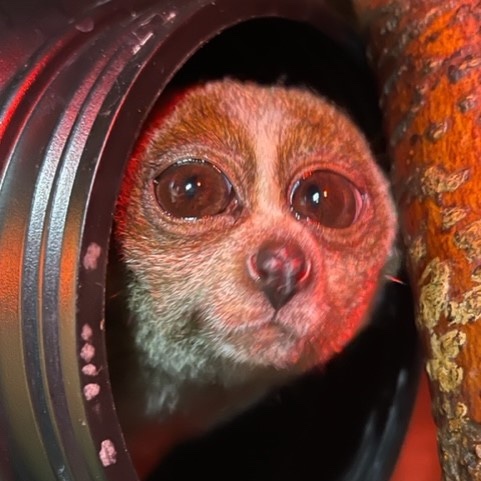 lincolnparkzoo tweet picture