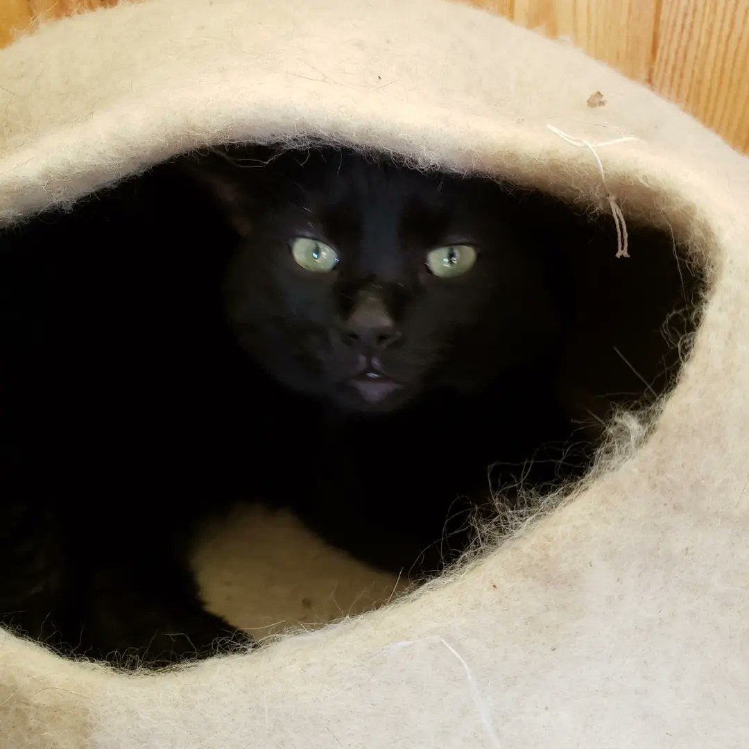getheller1006's tweet photo. Happy #internationalblackcatday from #BertBert #housepanther #adoptablackcat #rescue #spayneuter https://t.co/fdtxOTqVLu