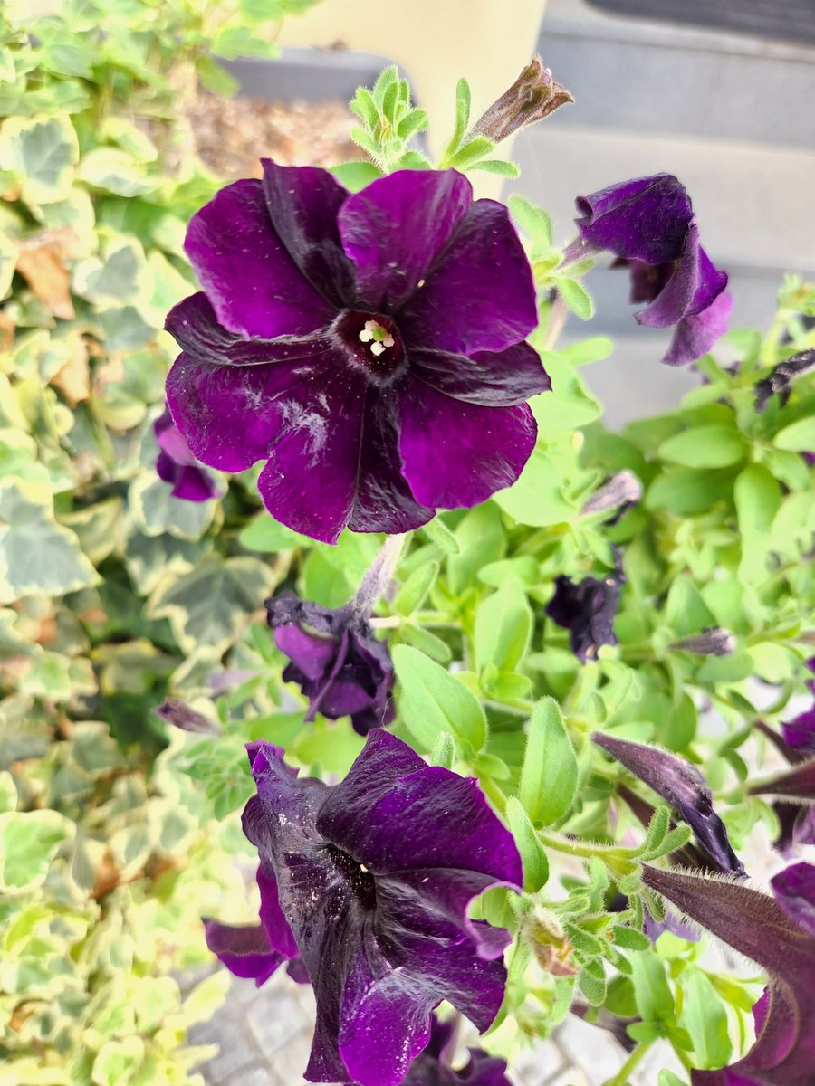 JB_Lesel's tweet photo. Deep Dark Purple Flowers. Mmm heavenly to my eyes. https://t.co/TbKpi2gr1R