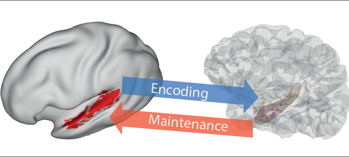 DimakopoulosVas's tweet photo. While epilepsy patients activated their phonological working memory, incoming information flowed from sensory cortex to hippocampus. During memory maintenance, information flow from hippocampus to auditory cortex indicated replay of the memory items. https://t.co/oud4PtxuxK https://t.co/b3kuLxeyk3