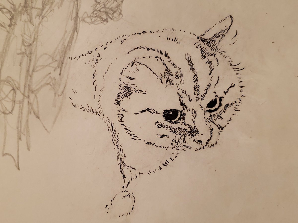 decaf000's tweet photo. Issa cat. https://t.co/OMHj9wNbJ2