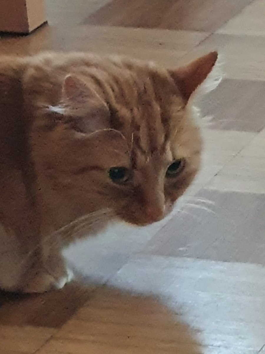 decaf000's tweet photo. Issa cat. https://t.co/OMHj9wNbJ2