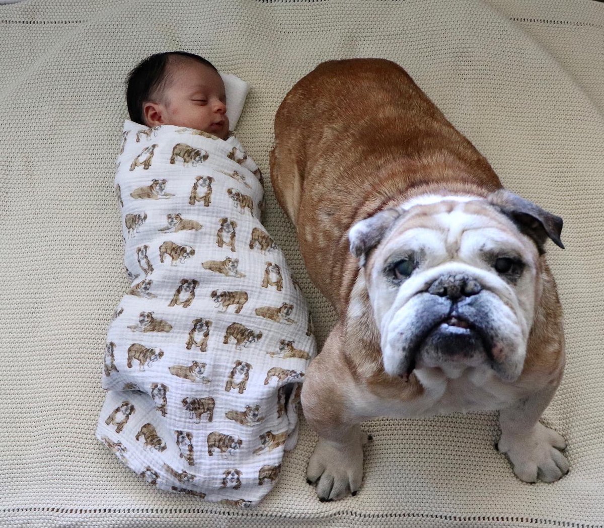 BullyThePotato's tweet photo. Bodyguard is a very serious job.

Our newest member of the pack needs some special attention.
👶🏽💙🐶

#baby #brother #bulldog https://t.co/IYb3jUny1v