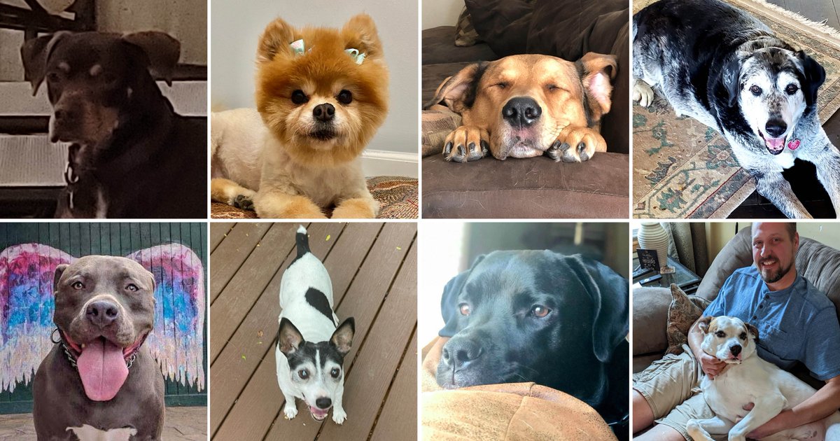 AcePipeCleaning's tweet photo. Feeling the heat this week? ☀️🥵 Maybe some of our employees’ precious pooches will get you through these dog days of summer. 

Thanks Mike, Mitzi, Porthos, The Rock, Nalu, Papi, Tank &amp; Tucker! Your furry faces, tremendous tricks and kind kisses keep our team happy and loved. https://t.co/spCi3piZcK