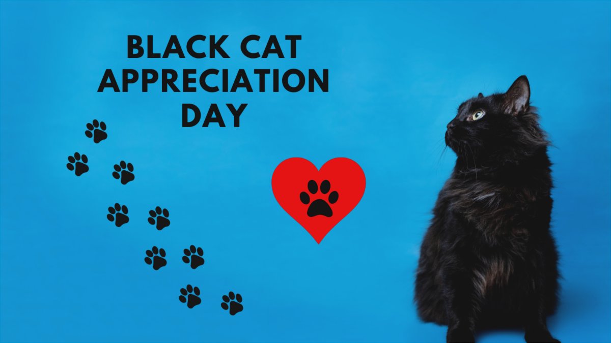 #blackcat #cat #cats #catlover #blackcats #catlife #kitten #kitty #catlovers #meow #adoptdontshop #black #cute #love #kittens #cutecat #gato #halloween #blackcatlove #loveblackcats #pets #notbadluck #goodluck #lucky #furry #purr #whiskers #paws #beautiful #treats #dsoftreats