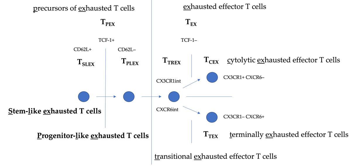 MYB orchestrates T cell exhaustion and response to checkpoint inhibition