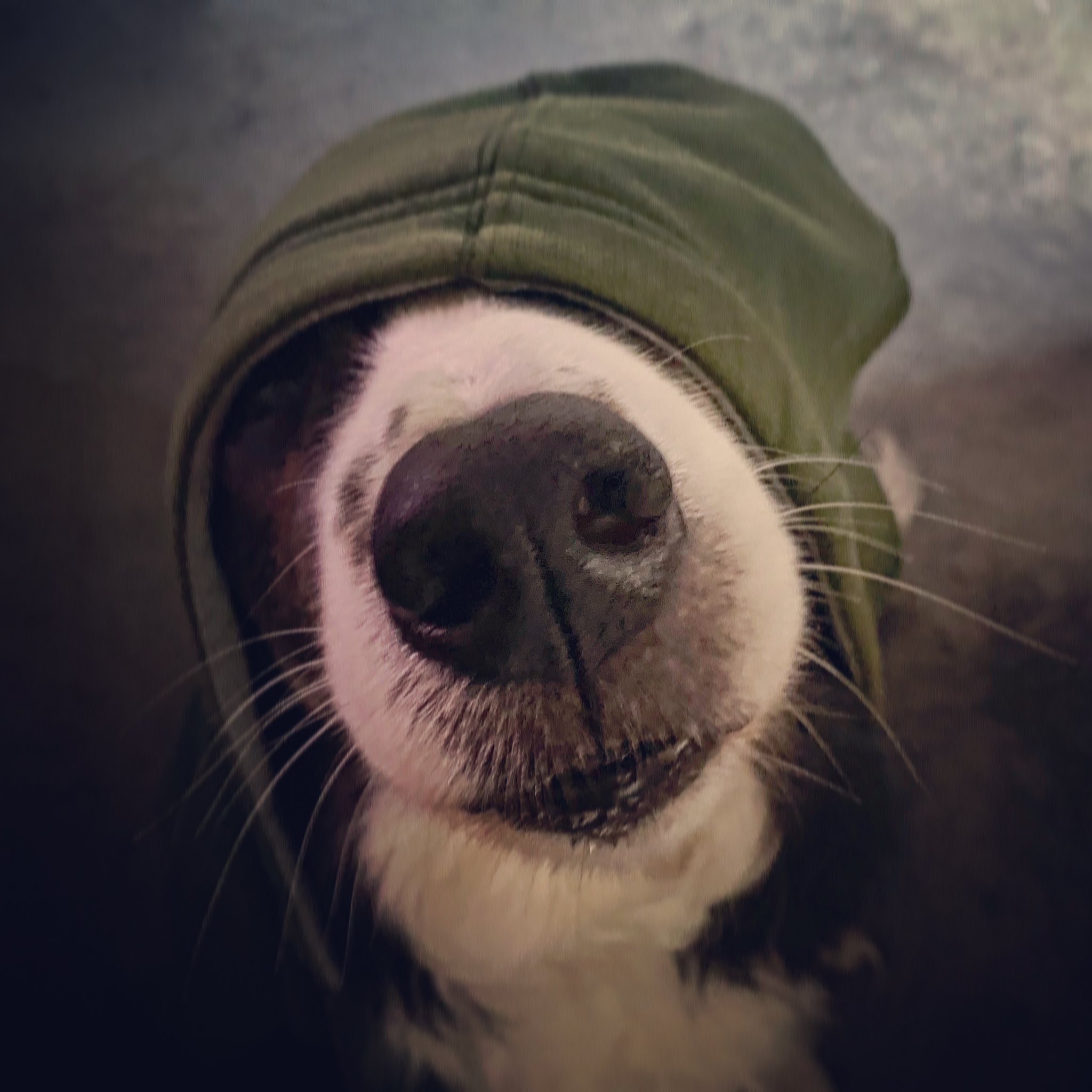 Ian Butler On Twitter dog rates My Doggo Is Down With The Kids ian-butler-on-twitter-dog-rates-my-doggo-is-down-with-the-kids