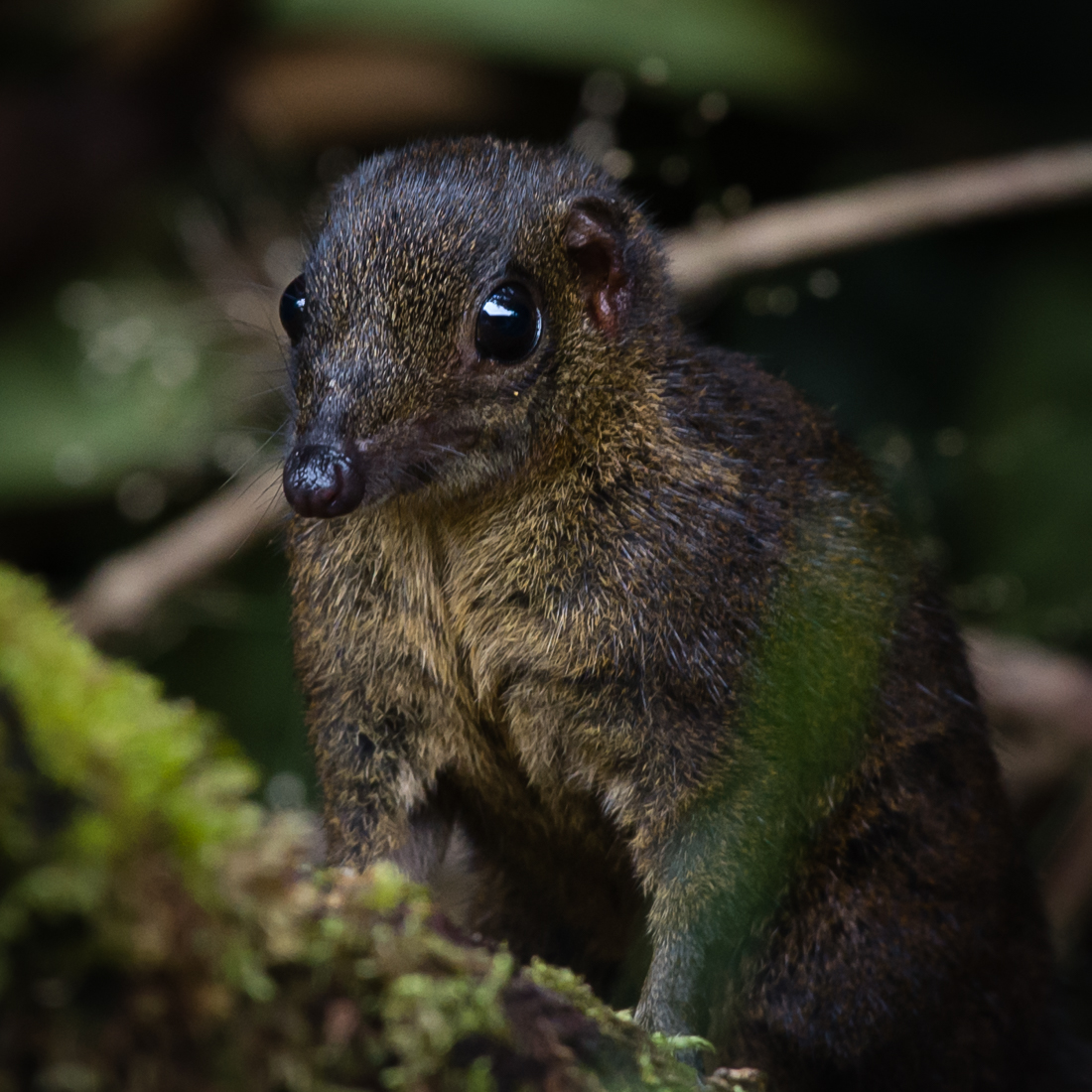 Have you ever heard of Bergmann's and Allen's ecogeographical rules? Did you know that the number of studies testing the validity of these rules is extremely biased toward temperate regions? So what's going on in the tropics? Let's talk about Borneo's Mountain Treeshrews
👇