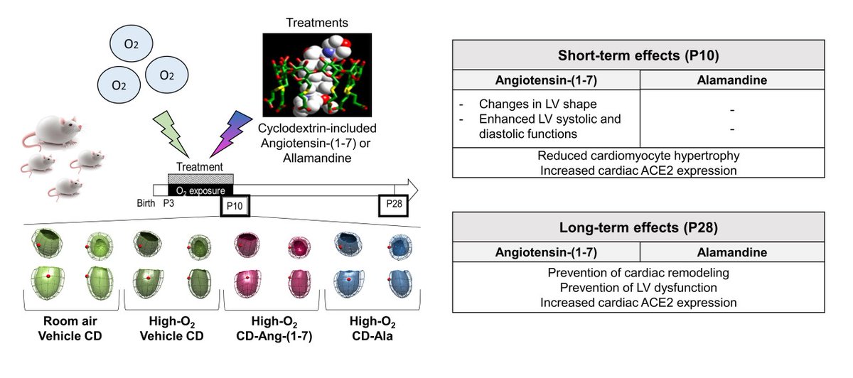 Hypertension (@hyperaha) on Twitter photo Reshaping the #Preterm #Heart: Shifting cardiac #RAS towards cardioprotection with #Ang17 in rats exposed to neonatal high-oxygen stress #Prematurity #DOHaD <a href="/mari_br_montrea/">Mariane Bertagnolli</a> <a href="/AnneMoniqueNuyt/">Nuyt Anne Monique</a> @DrAJLewandowski <a href="/pablolamata/">Pablo Lamata (CMIB)</a> <a href="/Dartora_DR/">Daniela Ravizzoni Dartora</a>
ahajrnls.org/3QMssmT Reshaping the #Preterm #Heart: Shifting cardiac #RAS towards cardioprotection with #Ang17 in rats exposed to neonatal high-oxygen stress #Prematurity #DOHaD <a href="/mari_br_montrea/">Mariane Bertagnolli</a> <a href="/AnneMoniqueNuyt/">Nuyt Anne Monique</a> @DrAJLewandowski <a href="/pablolamata/">Pablo Lamata (CMIB)</a> <a href="/Dartora_DR/">Daniela Ravizzoni Dartora</a>
ahajrnls.org/3QMssmT