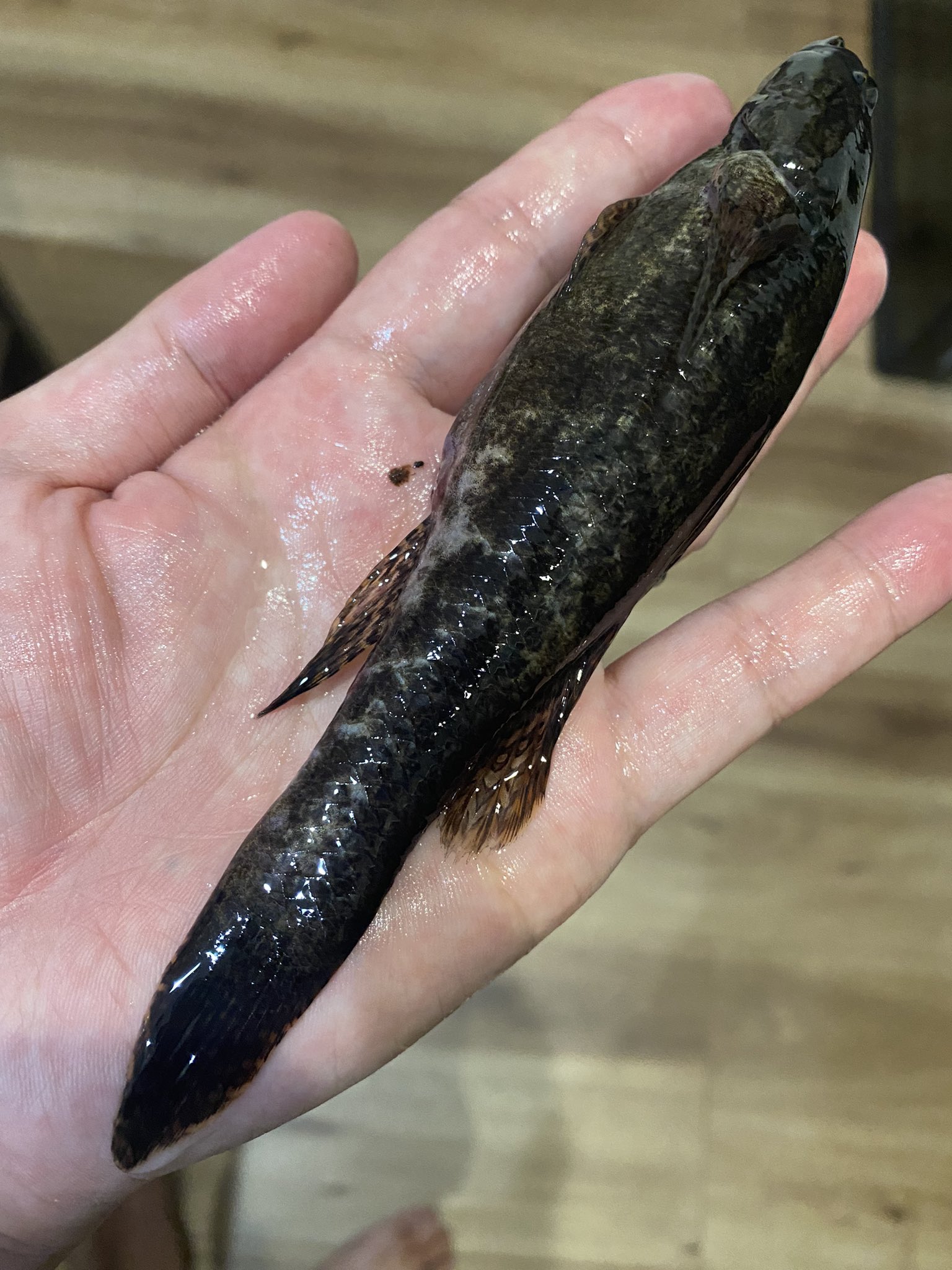 Soegi そして今日 先輩と花見川にハゼ 釣り 自転車釣行は初なので足がガクガク しかし 最初に良い型2匹上げてそのあとはポツポツ しかし最後にダボハゼcmクラスがかかる なかなか楽しい釣行 ハゼ釣り T Co Yms1sk59d1 Twitter