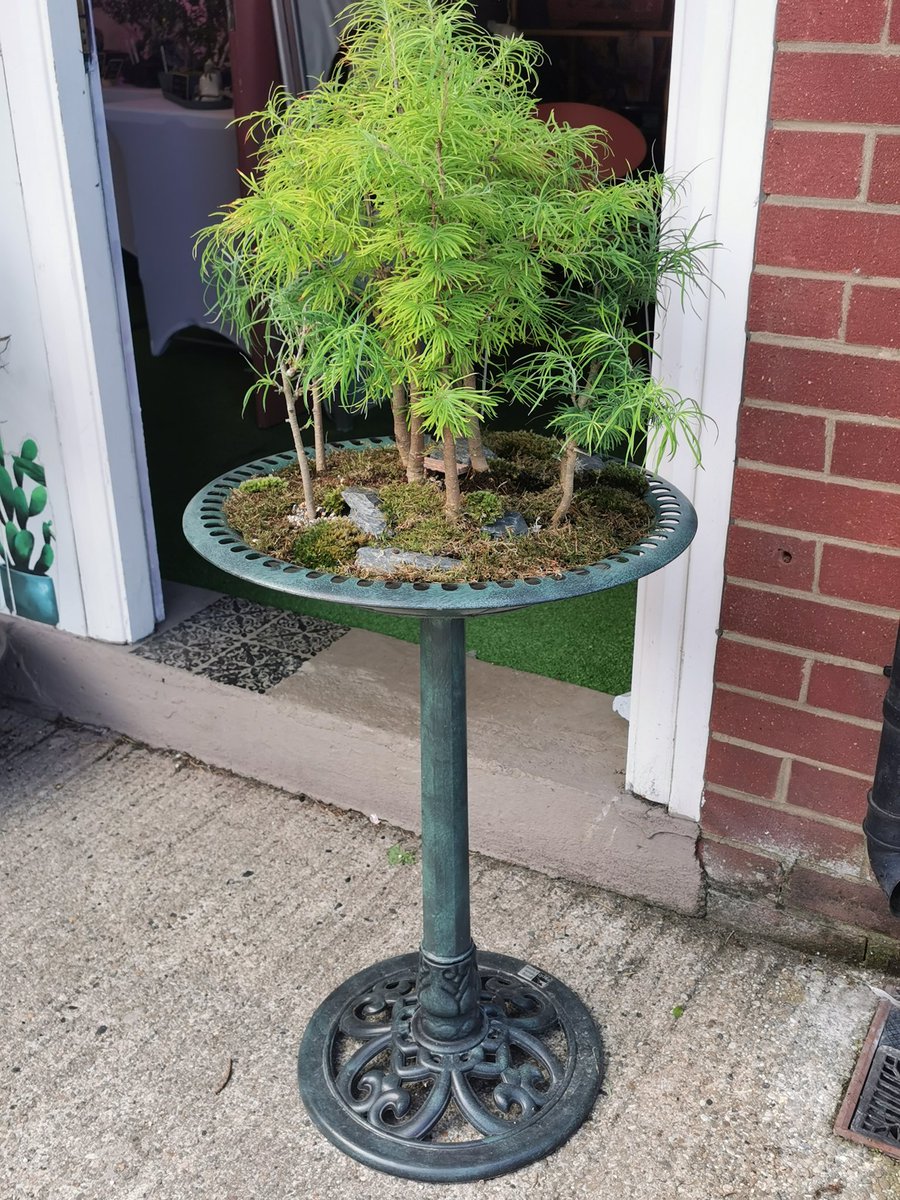 This is currently on display outside our shop in the Courtyard of the Arches Retail Village on Park Road.  The price is set at £135 which, for a 9 tree forest in a unique setting can only be considered a steal!!