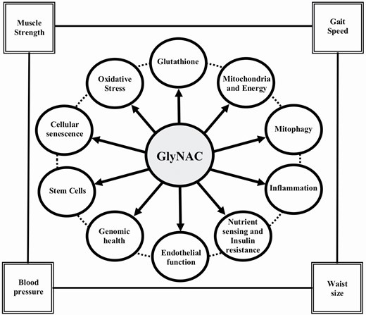 Supplementing Glycine and N-Acetylcysteine (GlyNAC) in Older Adults  Improves Glutathione Deficiency, Oxidative Stress, Mitochondrial  Dysfunction, Inflammation, Physical Function, and Aging Hallmarks: [RCT]  https://t.co/VaiJKHZuY8 ⬇️ “age-associated 
