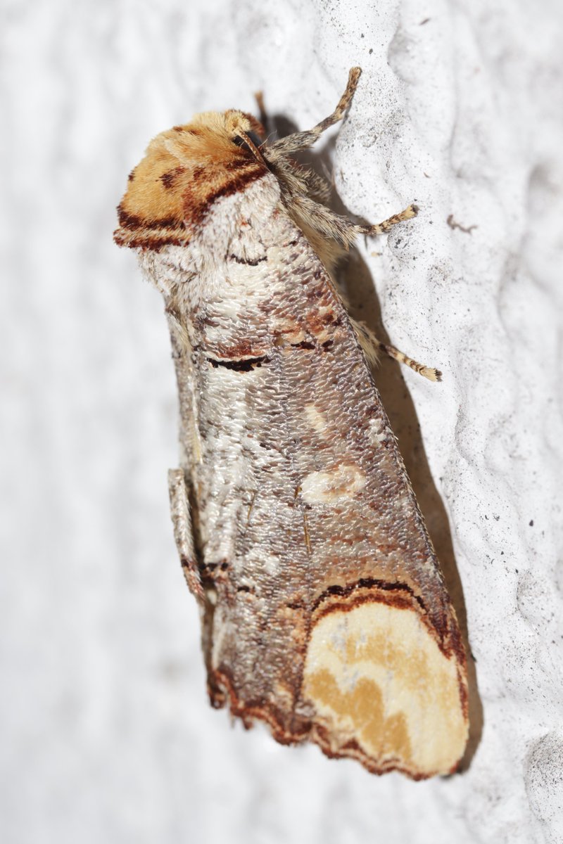RPilze's tweet photo. Phalera bucephala
#Phalerabucephala #Phalera #Mondvogel #Mondfleck #Bufftip #Bucéphale #Nachtfalter #Schmetterling #butterfly #moth #lepidoptera #insekt #insect #natur #nature #NaturePhotography https://t.co/qPeo3QQ5Qv